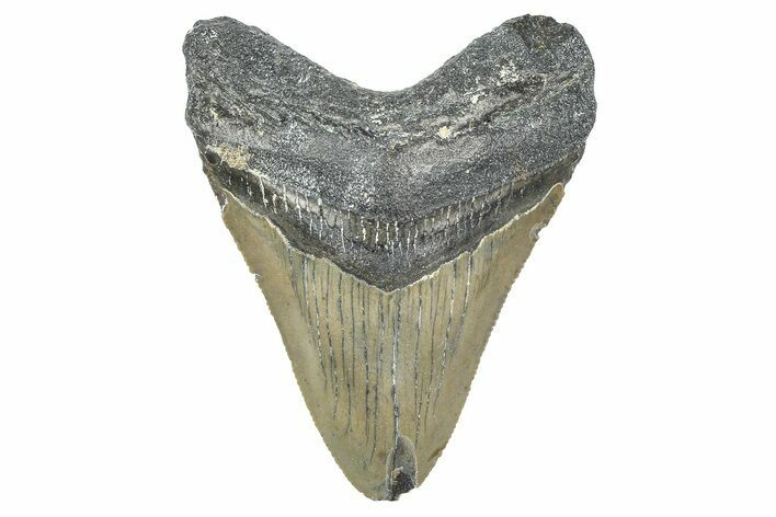 Serrated, Juvenile Megalodon Tooth - North Carolina #346345